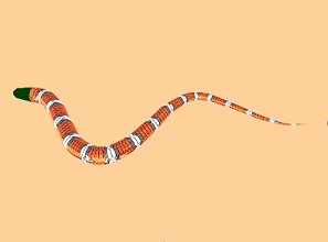 WrigglingSnake1